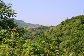 Xinchang, Zhejiang Province, green tree landscape, CHINA