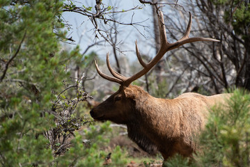 Hungry Elk