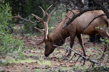 Hungry Elk