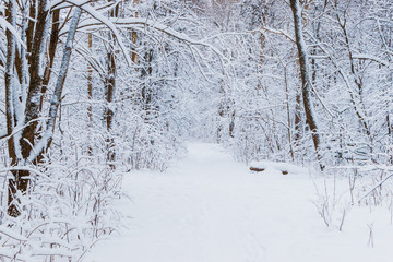 Winter forest with snow trees