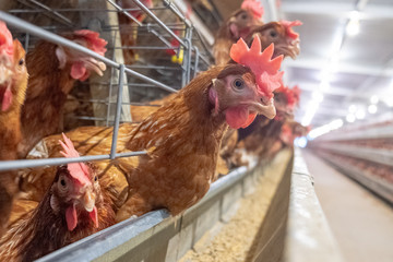 (noise and blur some chicken) Layer Chickens with Multilevel production line conveyor production line of chicken eggs of a poultry farm, Layer Farm housing, Agriculture technological equipment factory