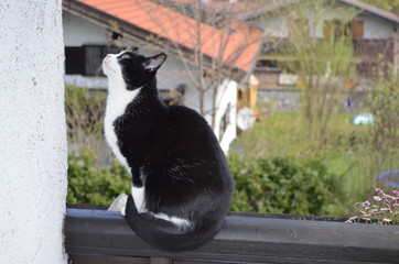 Katze auf Balkon 