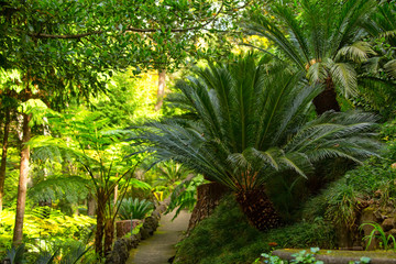 The walkway among the plants in a tropical garden