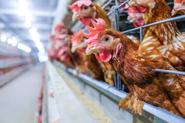 (noise and blur some chicken) Layer Chickens with Multilevel production line conveyor production line of chicken eggs of a poultry farm, Layer Farm housing, Agriculture technological equipment factory