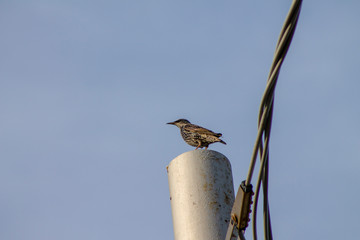 Sturnus vulgaris