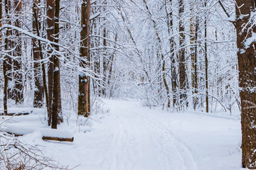 Winter forest with snow and hoarfrost on trees