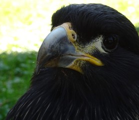 schwarzer Greifvogel mit gelbem Schnabel