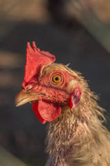 Huhn auf dem Bauernhof