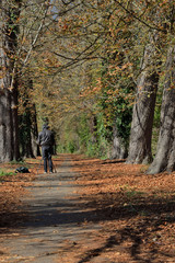 Fototapeta premium Forest in autumn