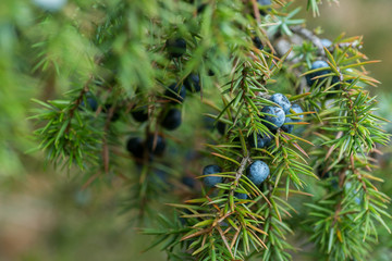 juniper berries on twig macro