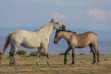 Obraz na płótnie Canvas Wild Horses in the Colorado High Desert in Summer