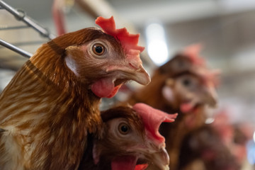 (noise and blur some chicken) Layer Chickens with Multilevel production line conveyor production line of chicken eggs of a poultry farm, Layer Farm housing, Agriculture technological equipment factory