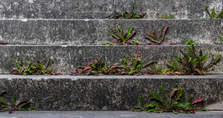 Treppenstufen mit Unkraut