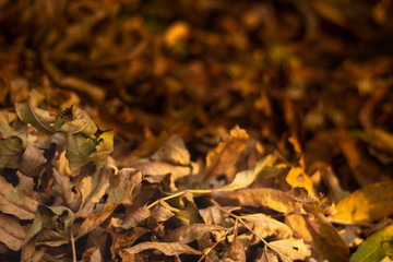 Withered leaves on the ground, autumn, background