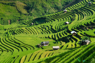 Rice fields on terraced of Mu Cang Chai, YenBai, Rice fields prepare the harvest at Northwest...