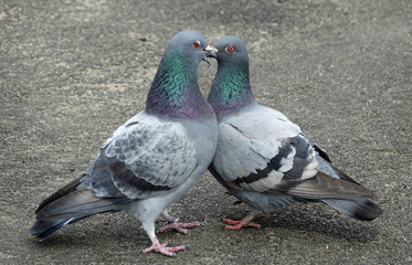 鳩