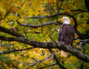 Eagle In Fall Oak Tree