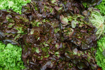 Fototapeta na wymiar Various lettuce and salad leaves at the stand in city market