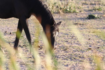 Wild Horses