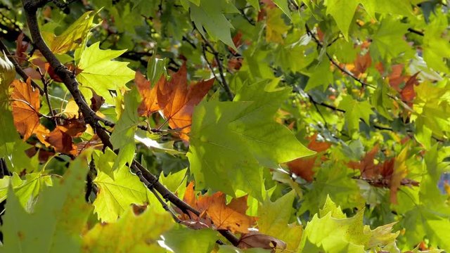 Autumn leaves in dappled sunlight.

Maple or sycamore leaves, some starting to turn, slowly moving in sunlight reflected off water.