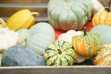 Pumpkins of various forms, colors and sizes on sale in wooden boxes at the french city market