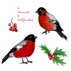 watercolor painting bullfinch on branch pine.