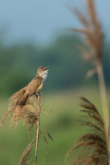 Beautiful nature scene with Great reed warbler (Acrocephalus arundinaceus). Wildlife shot of Great reed warbler (Acrocephalus arundinaceus) on the flower in the nature habitat.