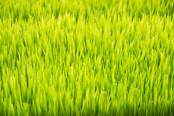 Blur background of green rice field. Nature background.