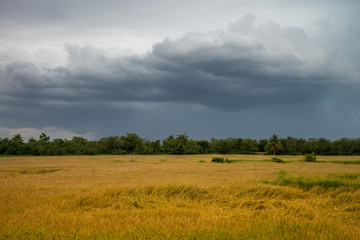 Fototapeta premium Rainstorm dark clouds is coming over countryside landscape, Thailand