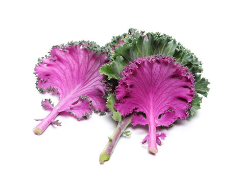 Decorative cabbage purple leaf vegetable isolated on white background   