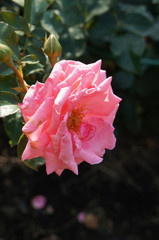 Pink rose flower in garden