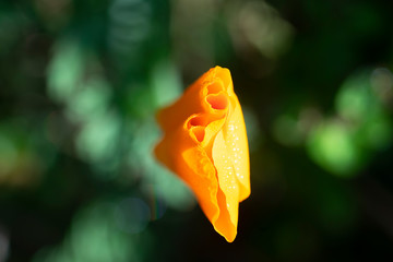 Sich &ouml;ffnende Bl&uuml;te Makro