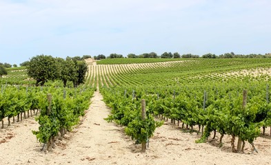 rows of vines in vineyard in Sicily. Green fields of grape and blue sky. Free copy space. 