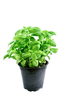 Sweet basil in pot on white background..Growing Basil in your herb garden.