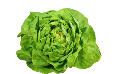 Green leaf lettuce on white background.