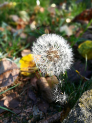 die letzte Pusteblume begrüßt den Herbst