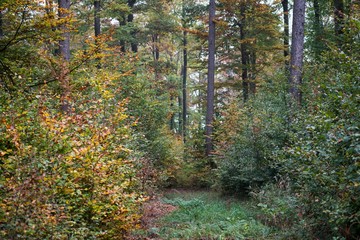 Obraz premium Waldlichtung im Herbst