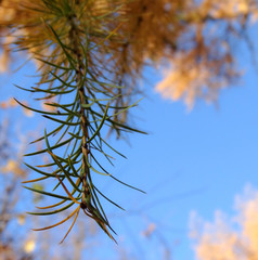 Autumn leaves larch branches yellow and green in the blue sky on a Sunny day