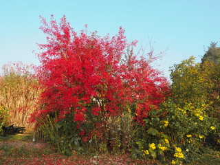 Pfaffenhütchen oder Spindelstrauch im Herbstlaub - Pfaffenhütchen or spindle shrub in autumn...