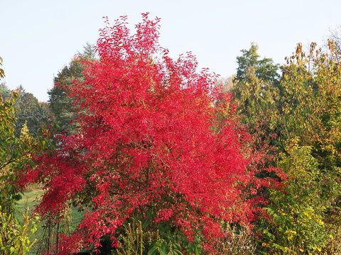 Pfaffenhütchen oder Spindelstrauch im Herbstlaub - Pfaffenhütchen or spindle shrub in autumn leaves