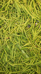 fresh french string green bean background