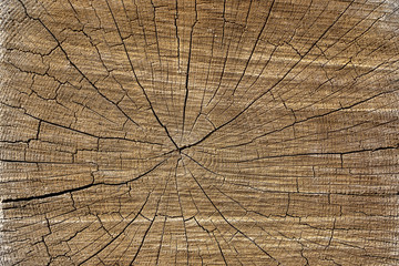 Fototapeta premium Texture of wooden surface with cracks and knots. Wooden texture background close up