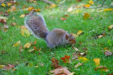 Naklejka na ściany i meble Furry Eastern gray squirrel (sciurus carolinensis) in the grass with foliage in the fall