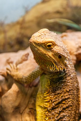 Beautiful Lizard Bearded Agama, Pogona vitticeps