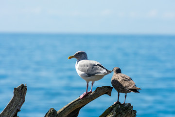 Seagulls Standing On Driftwood On Whidbey Island