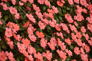 Colorful pink impatients flowers in bloom