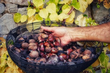 Man's hand with walnuts and chestnuts