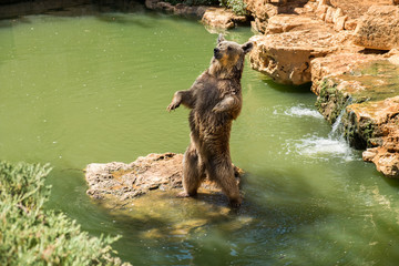 Syrian brown bear (Ursus arctos syriacus) at zoo