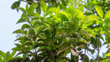 lemon tree diseases 