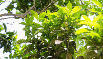 lemon tree diseases 